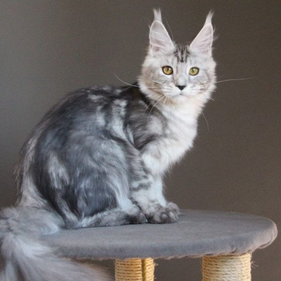 Maine Coon AP Ovation