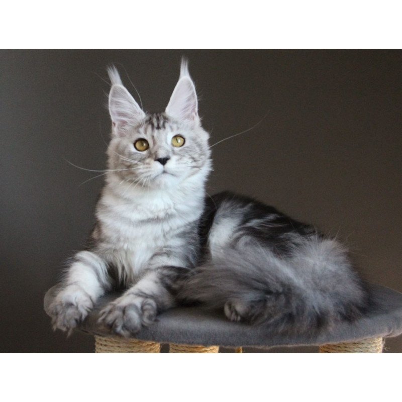 Maine Coon AP Ovation