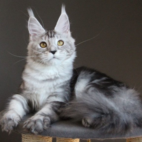 Maine Coon AP Ovation