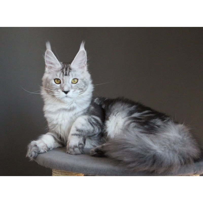 Maine Coon AP Ovation