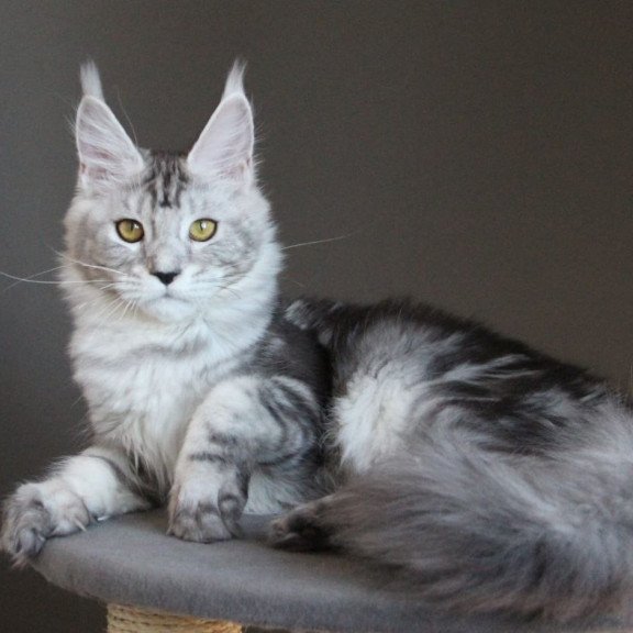 Maine Coon AP Ovation