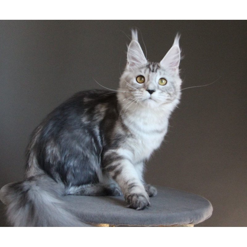 Maine Coon AP Ovation