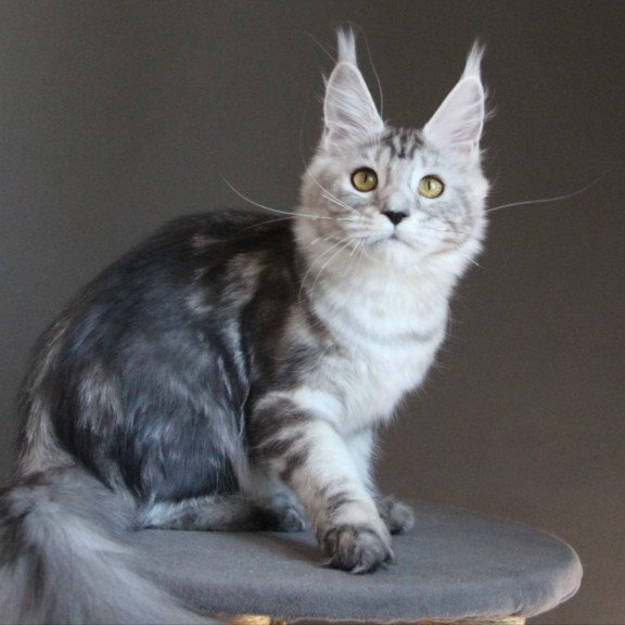 Maine Coon AP Ovation