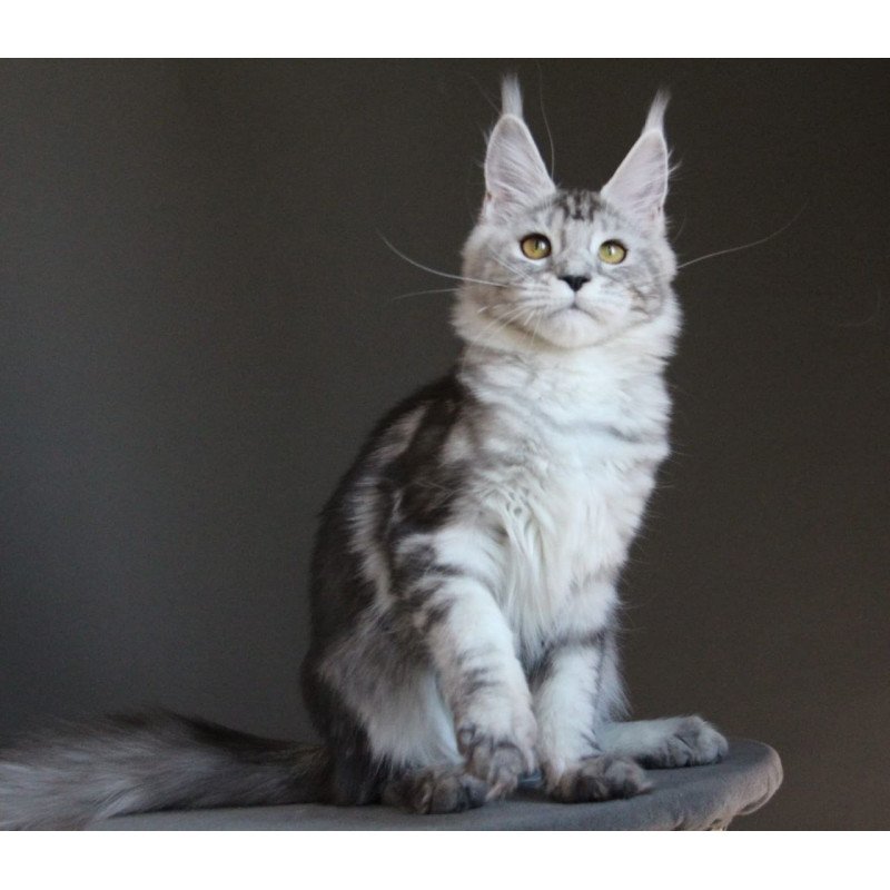 Maine Coon AP Ovation