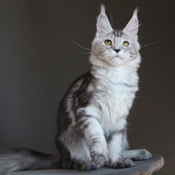 Maine Coon AP Ovation