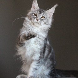 Maine Coon AP Ola