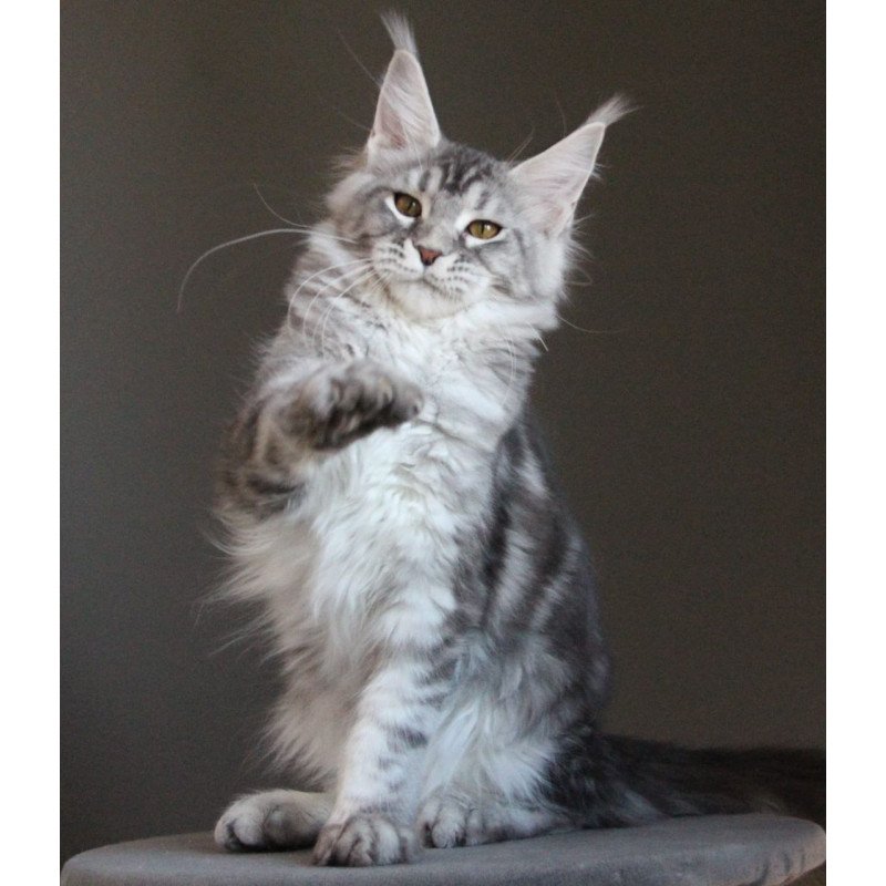 Maine Coon AP Ola