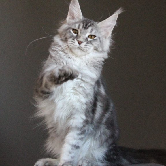 Maine Coon AP Ola