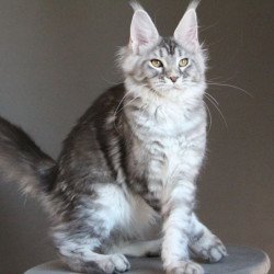 Maine Coon AP Ola