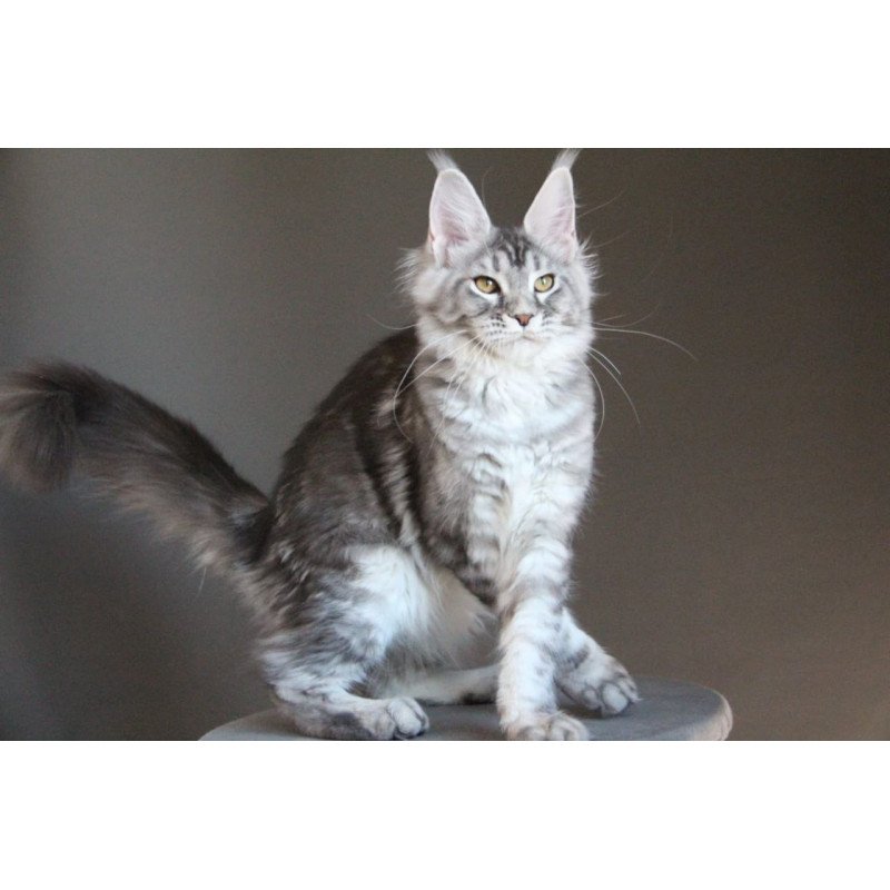 Maine Coon AP Ola
