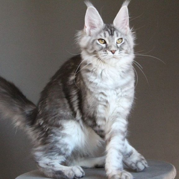 Maine Coon AP Ola