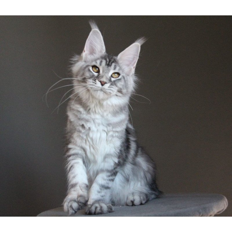 Maine Coon AP Ola
