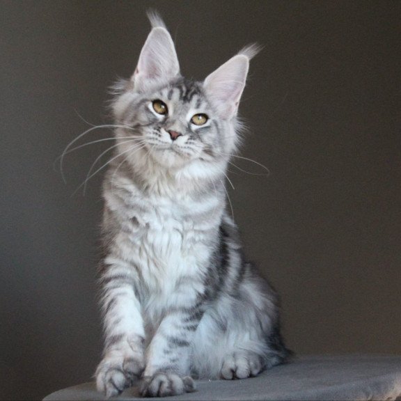 Maine Coon AP Ola