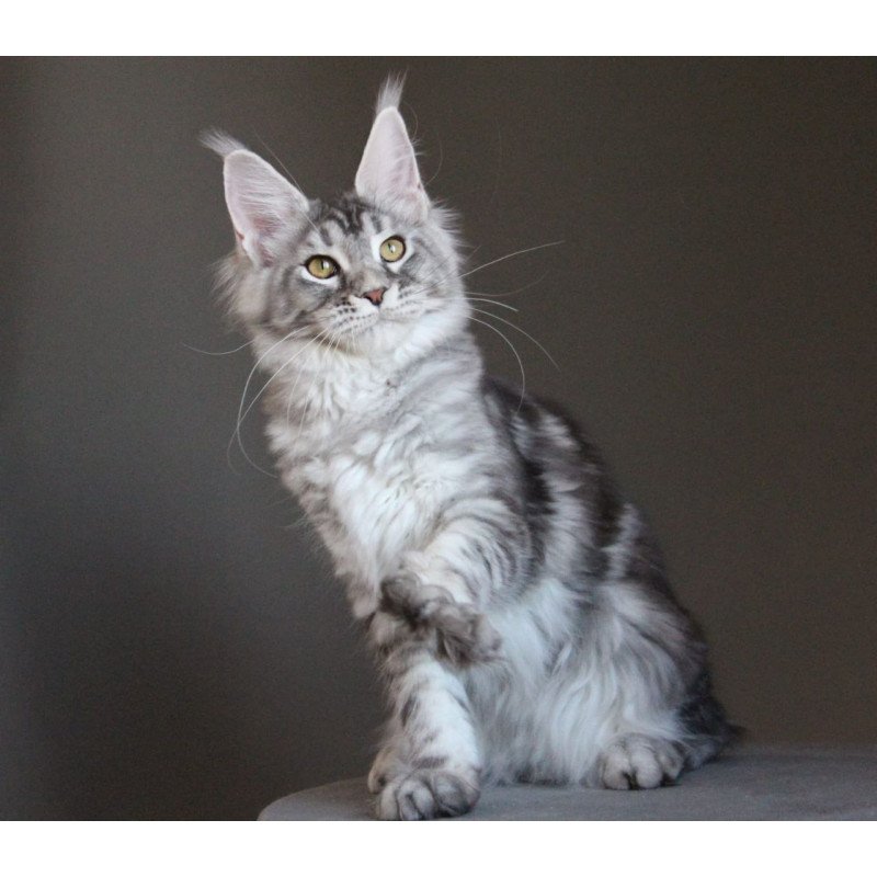Maine Coon AP Ola