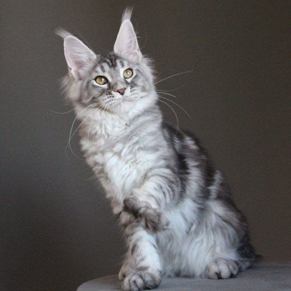 Maine Coon AP Ola