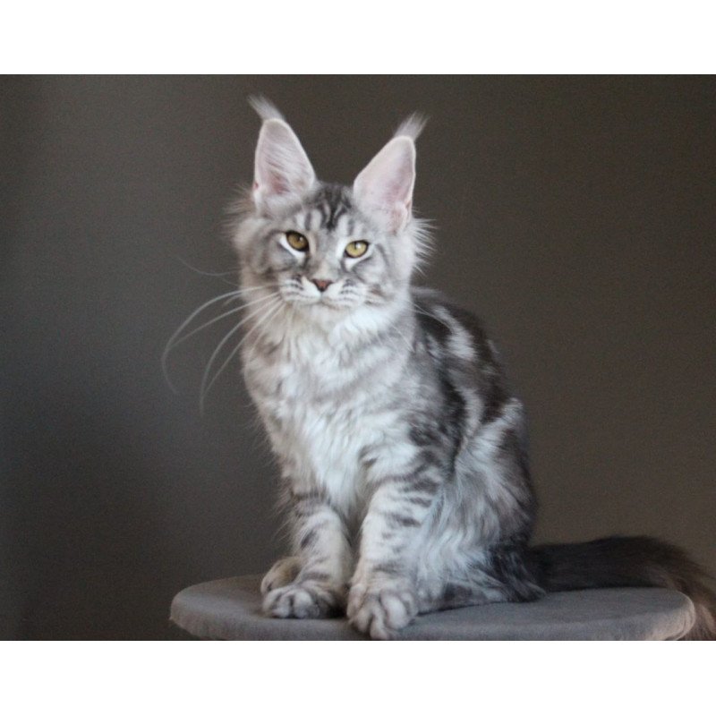 Maine Coon AP Ola