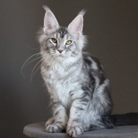 Maine Coon AP Ola