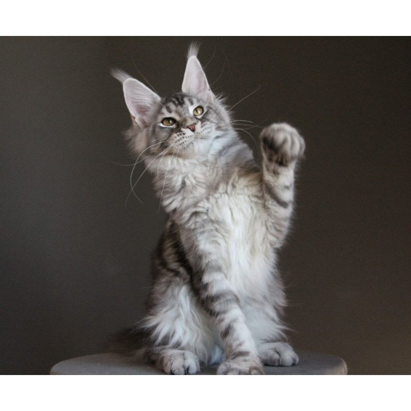 Maine Coon AP Ola