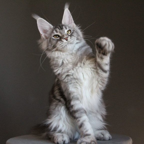 Maine Coon AP Ola