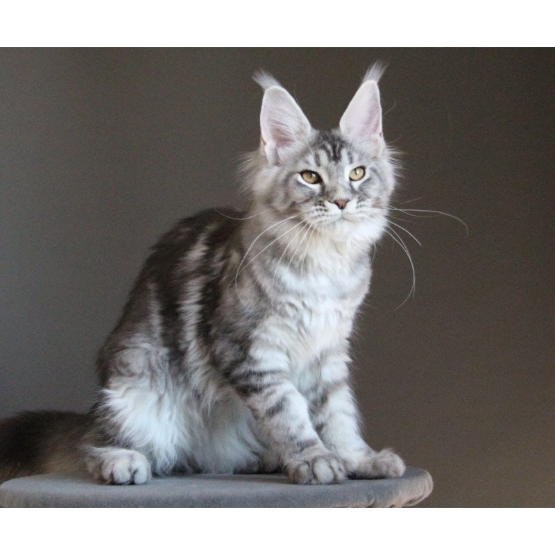 Maine Coon AP Ola