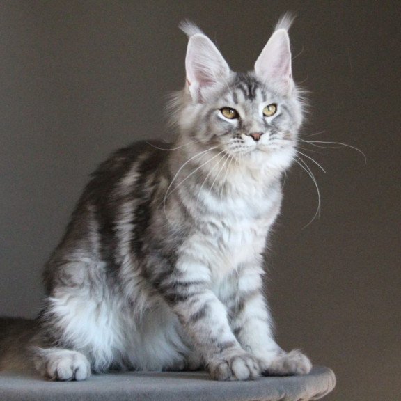 Maine Coon AP Ola