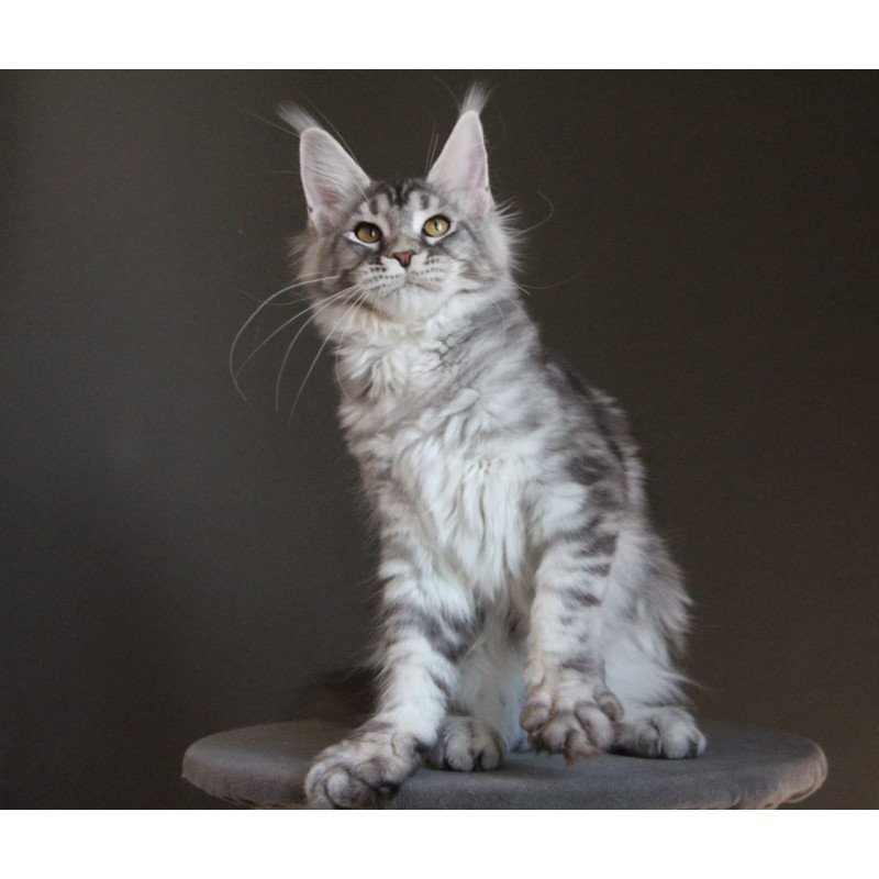 Maine Coon AP Ola