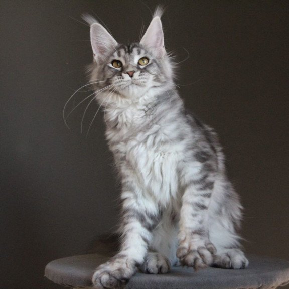 Maine Coon AP Ola