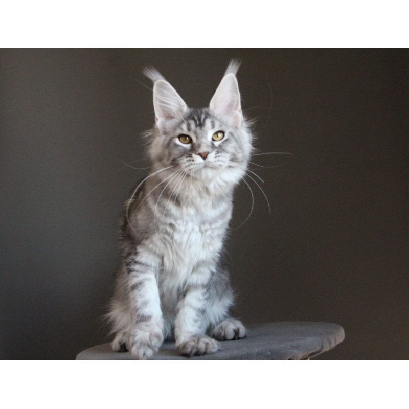 Maine Coon AP Ola