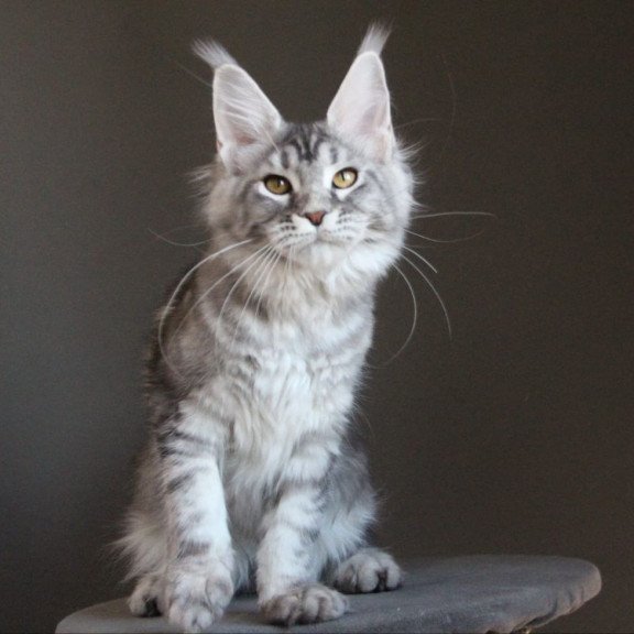 Maine Coon AP Ola