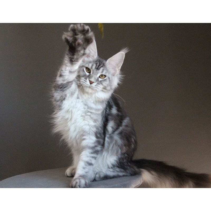 Maine Coon AP Ola