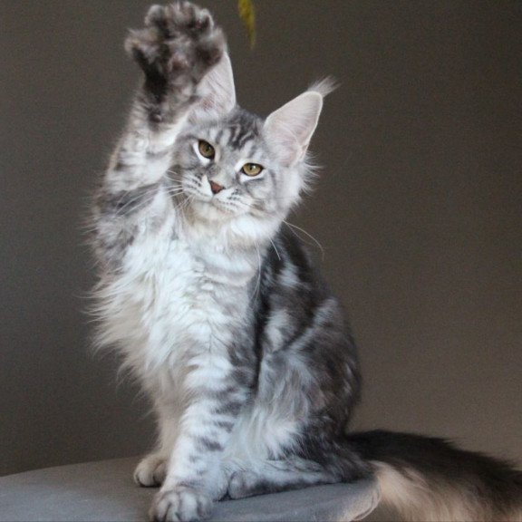 Maine Coon AP Ola