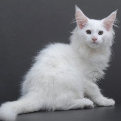 Maine Coon AP Edelweiss