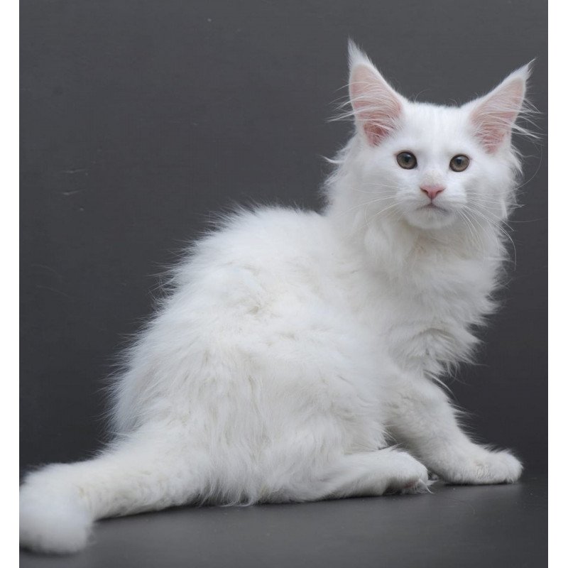 Maine Coon AP Edelweiss