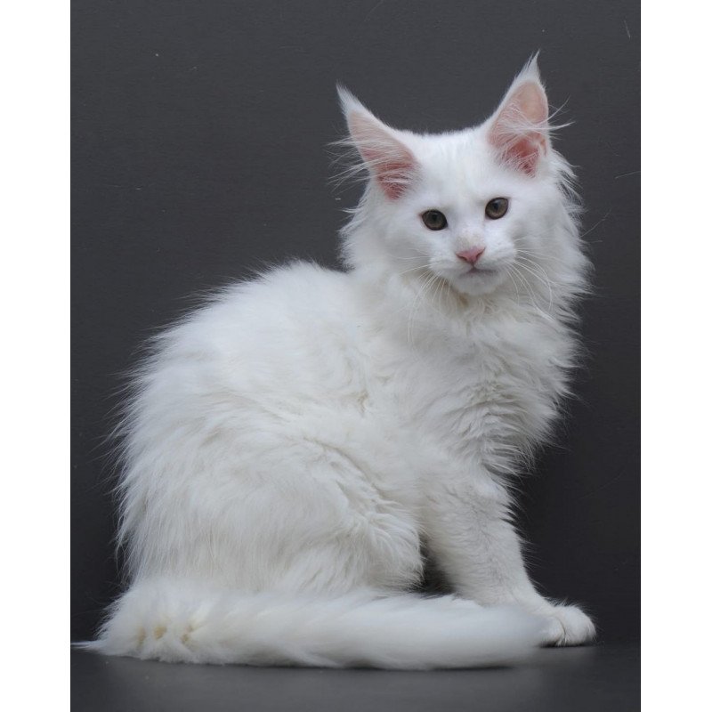 Maine Coon AP Edelweiss