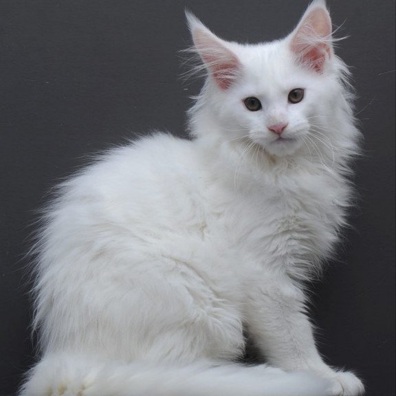 Maine Coon AP Edelweiss
