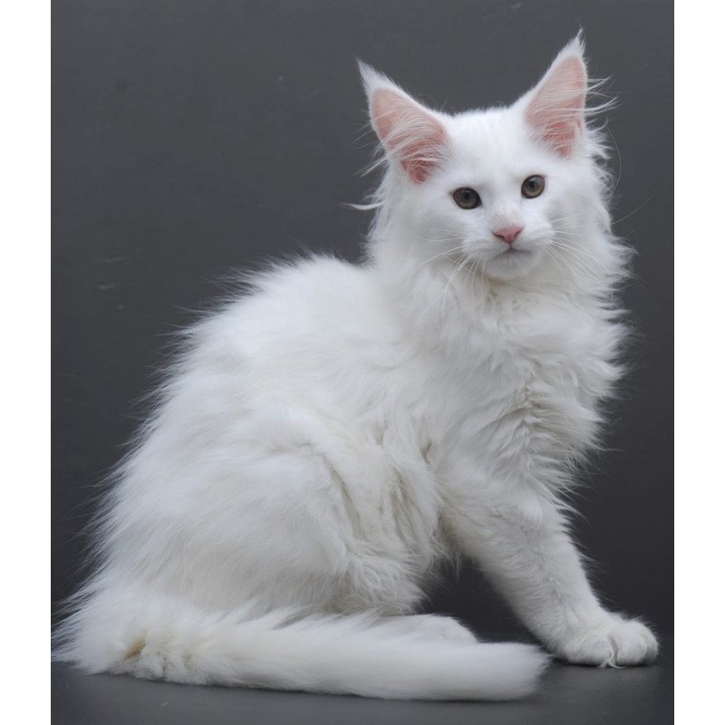 Maine Coon AP Edelweiss