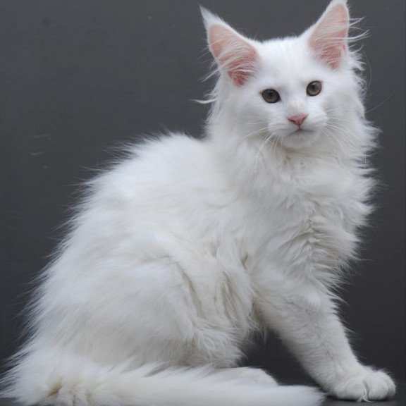 Maine Coon AP Edelweiss