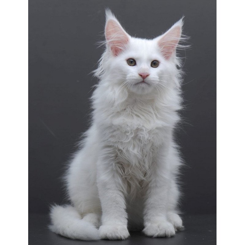 Maine Coon AP Edelweiss