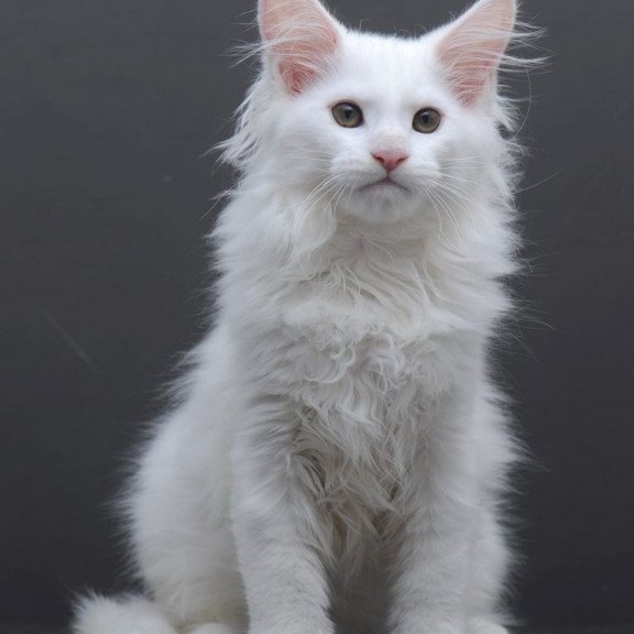 Maine Coon AP Edelweiss