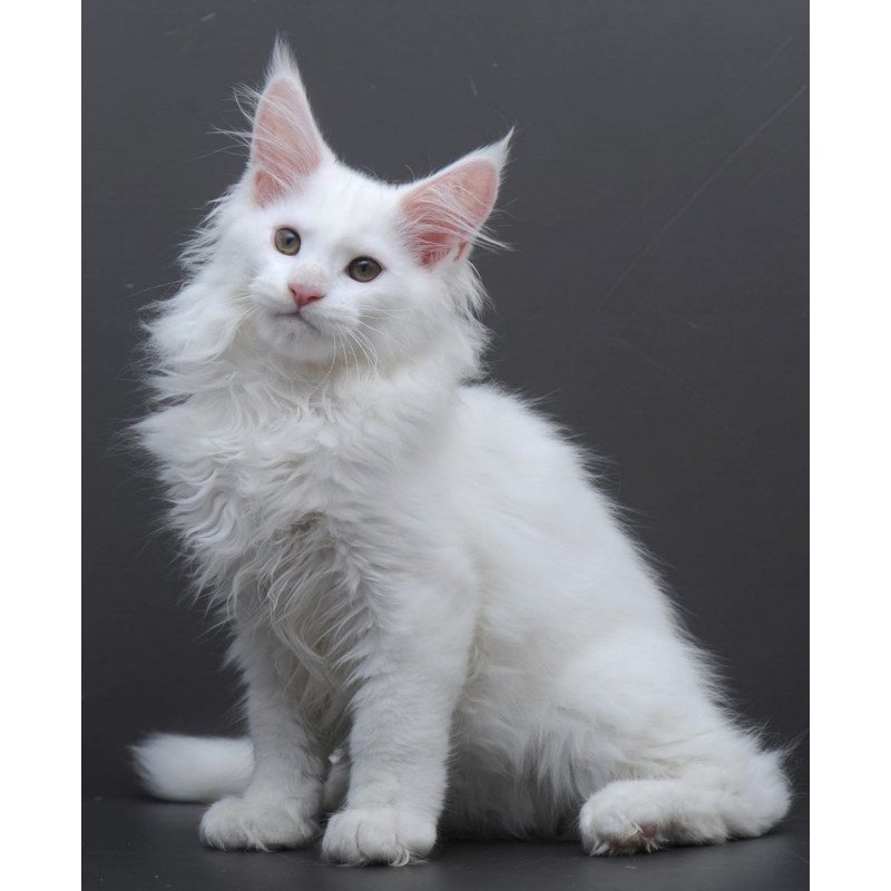 Maine Coon AP Edelweiss