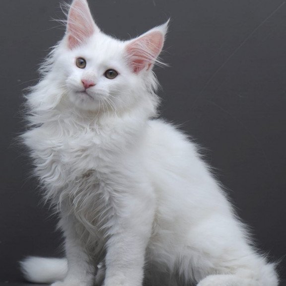 Maine Coon AP Edelweiss