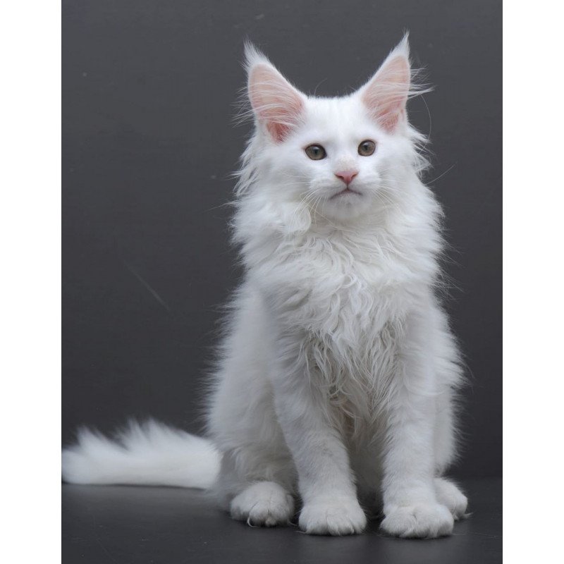 Maine Coon AP Edelweiss