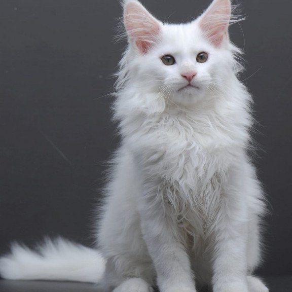 Maine Coon AP Edelweiss