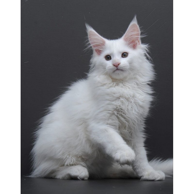 Maine Coon AP Edelweiss