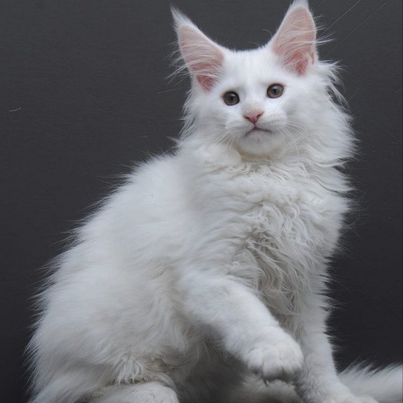 Maine Coon AP Edelweiss