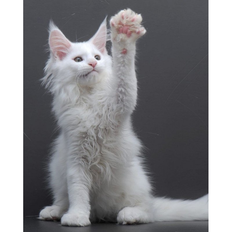 Maine Coon AP Edelweiss