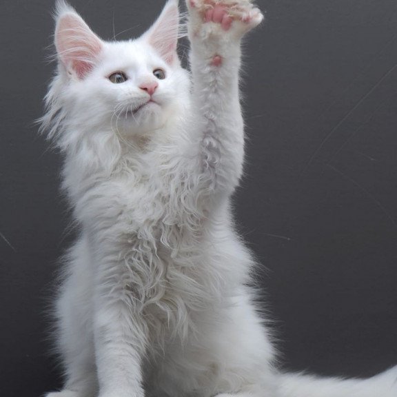 Maine Coon AP Edelweiss