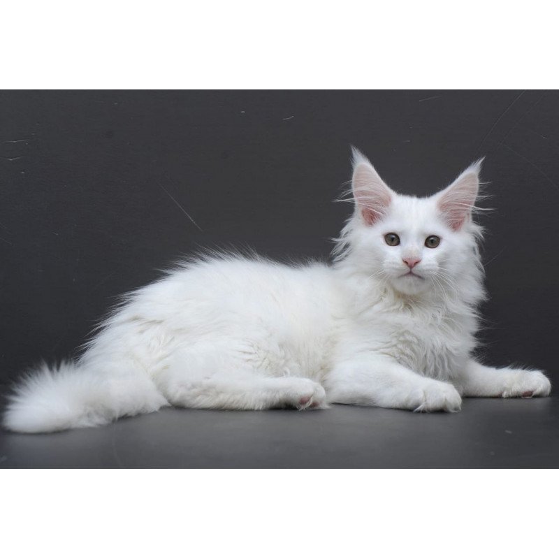 Maine Coon AP Edelweiss