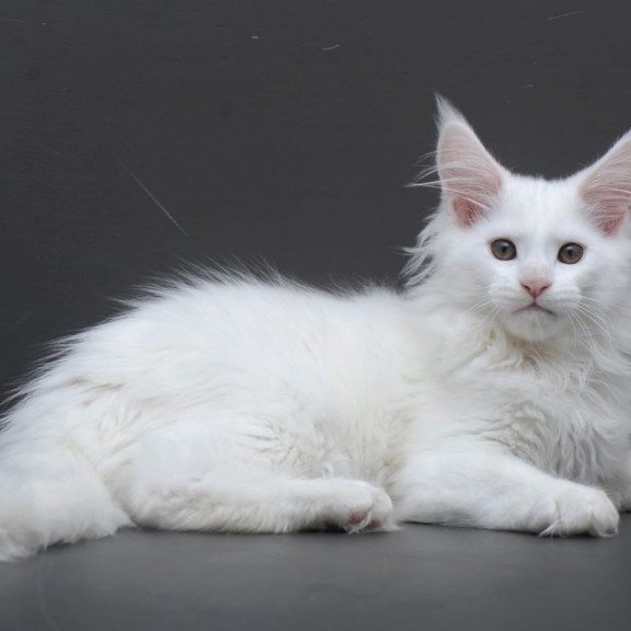 Maine Coon AP Edelweiss