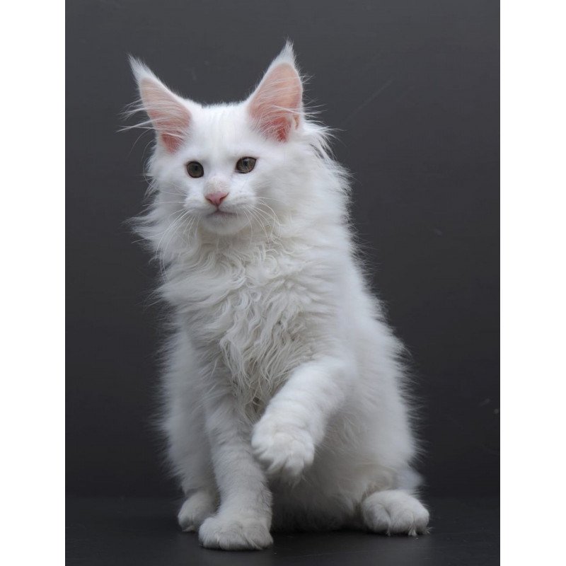 Maine Coon AP Edelweiss